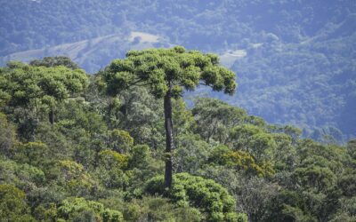 Chegou o inverno, época de comer pinhão!