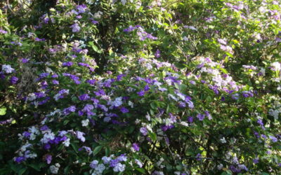 Dicas de árvores com flores e perfumadas para plantar