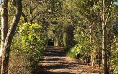 Paisagismo em sítio de lazer na Serra gaúcha