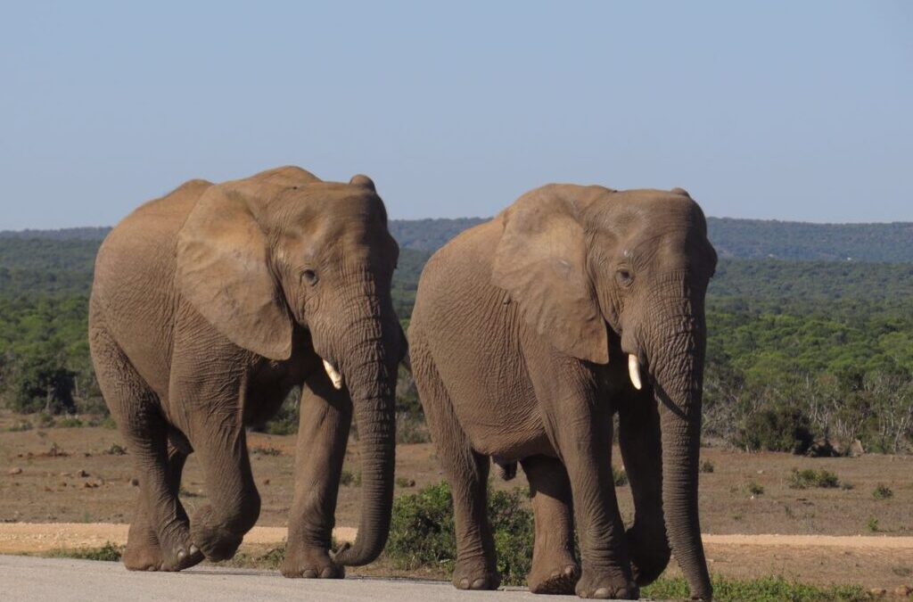 Parques nacionais têm turismo selvagem e ético na África do Sul