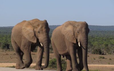 Parques nacionais têm turismo selvagem e ético na África do Sul