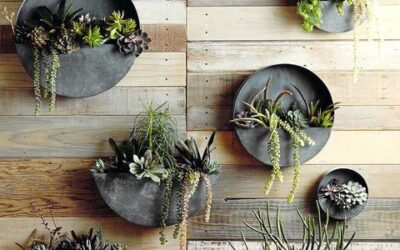 Plantas suculentas cabem em qualquer espaço!