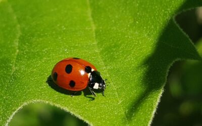Conheça insetos benéficos para o jardim e a horta