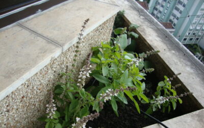 Veja como cultivar sua salada em horta criada no apartamento