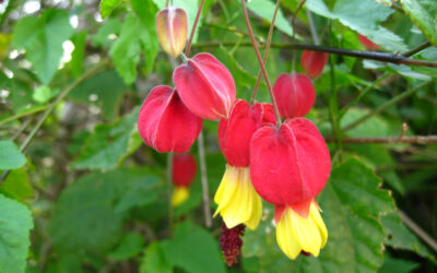 Flores coloridas e perfumadas: cultive plantas trepadeiras