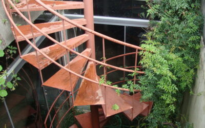 Perfume no ar: cultive o jasmim-dos-poetas