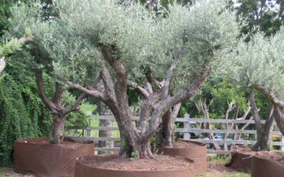 Sabia que a oliveira é uma das árvores mais longevas?