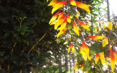 Farroupilha é o nome de uma planta nativa