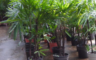 Quer ter uma palmeira dentro do apartamento? Cultive a Ráfis