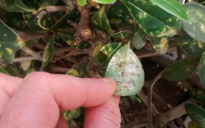 Dicas para combater pragas das plantas com produtos que não causam danos ambientais