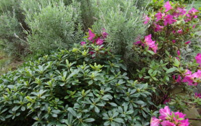 É primavera, época de flores e perfumes no jardim