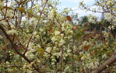 Voce gosta de comer pitanga? Plante uma pitangueira