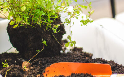 Jardim com sustentabilidade: plantas nativas e compostagem