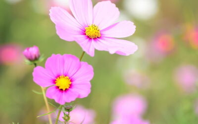 Dica de 3 flores cor-de-rosa em homenagem ao Outubro Rosa!