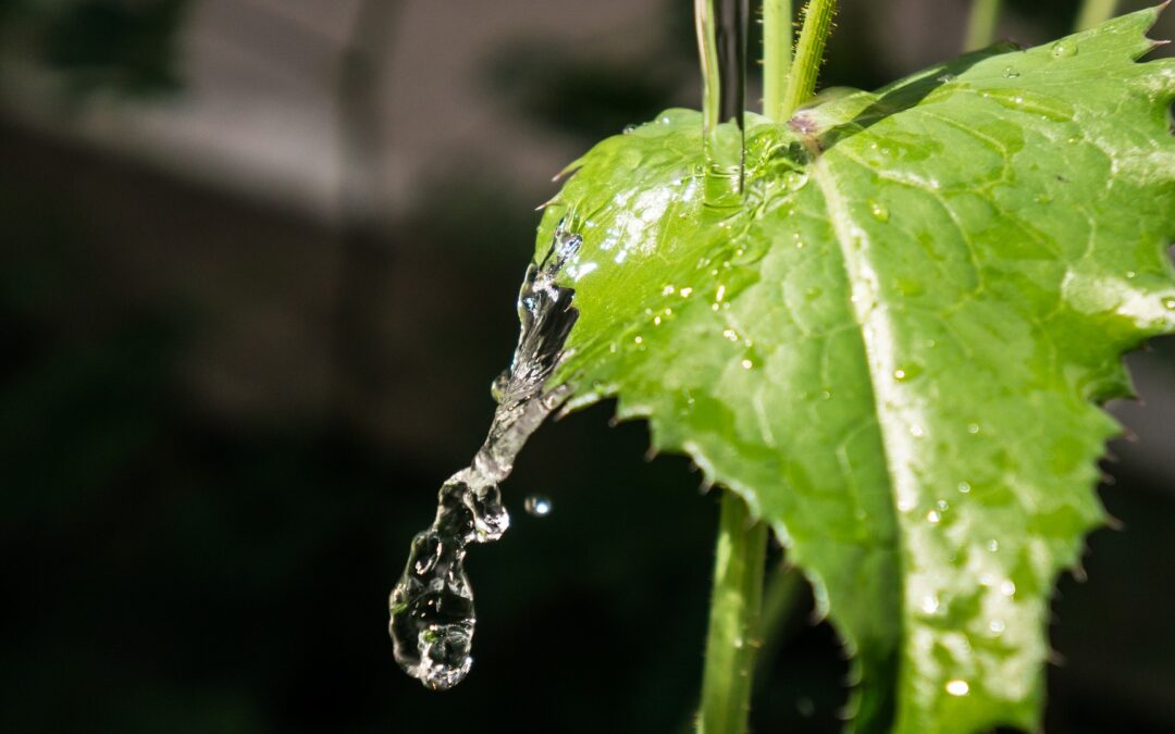 Qual a frequência e a quantidade de água que as plantas precisam?