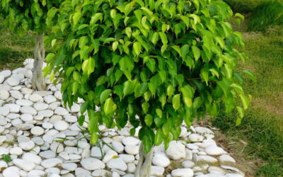 Quando a arborização é inútil