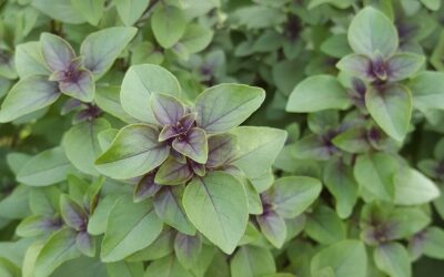 Manjericão: plante e use no molho pesto, veja receita