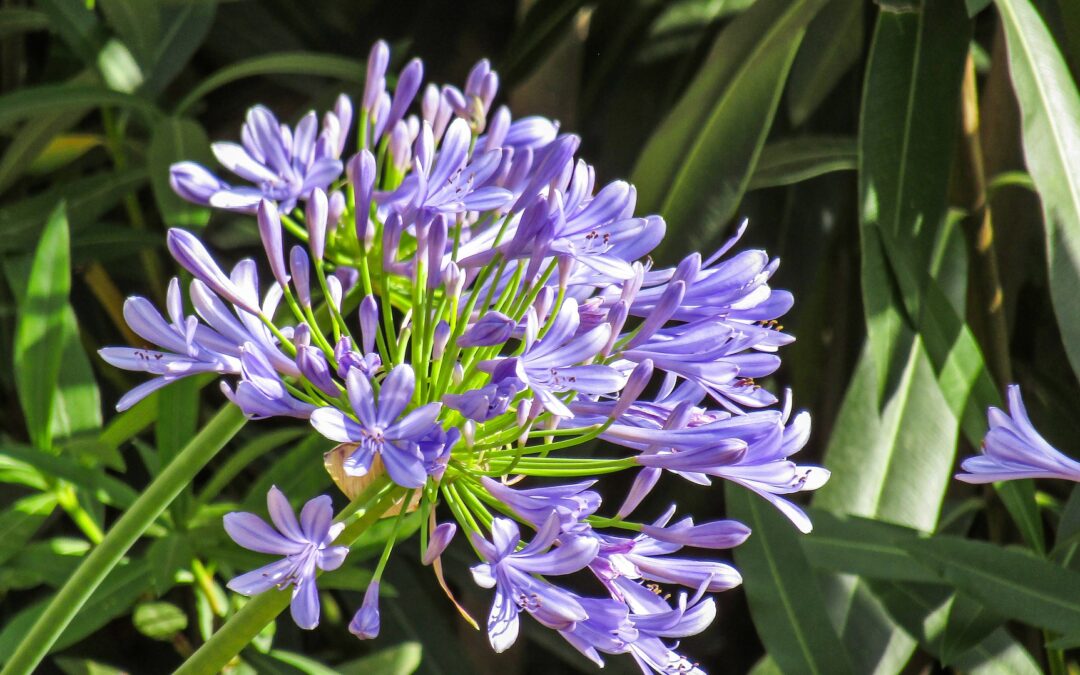 Jardim na praia: conheça plantas floridas adaptadas ao litoral