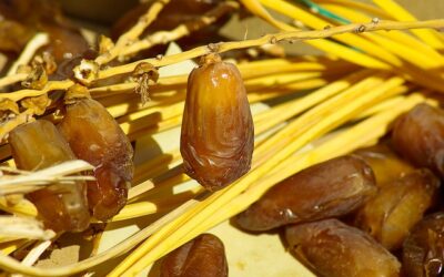 Conheça plantas bíblicas usadas até hoje nas festas