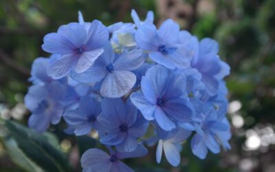 Novembro azul: veja flores azuis para o jardim