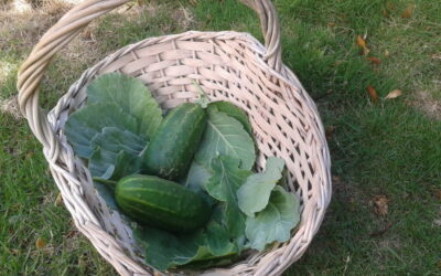 Jardim comestível:  como cultivar pepinos na horta