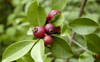 Conheça árvores para plantar na calçada