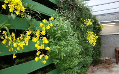 Plantas transformam muro em jardim vertical na Renner