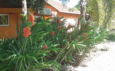 Flor exótica atrai beija-flores  para o jardim