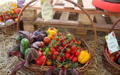 Colhendo tomates com os Chefs