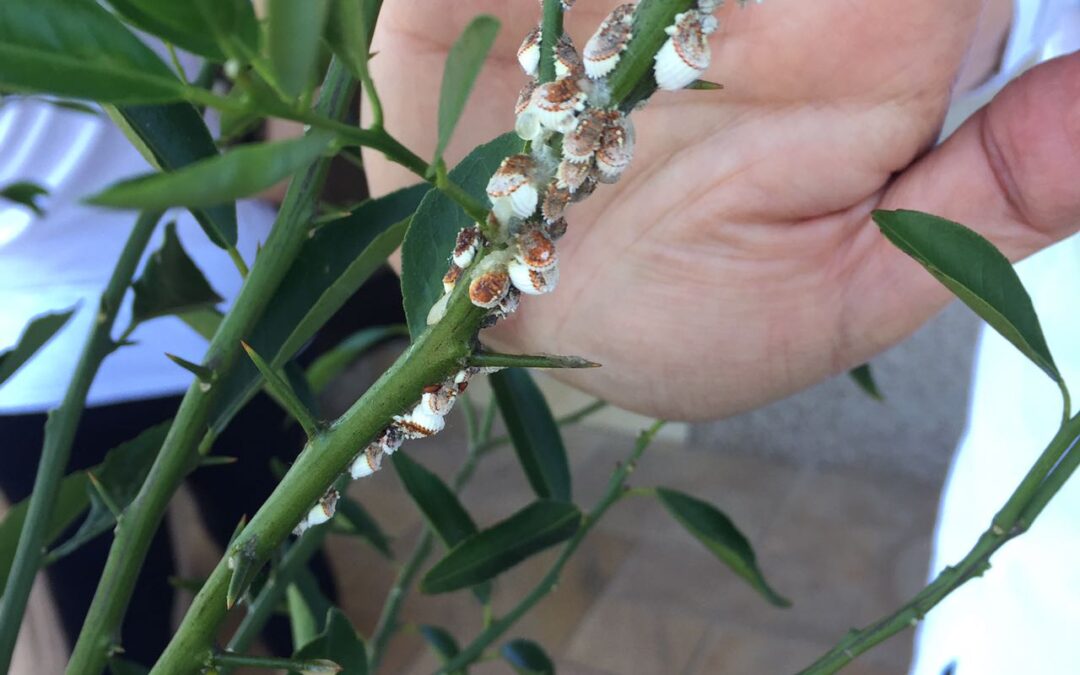 Conheça um inseto que suga a seiva da planta