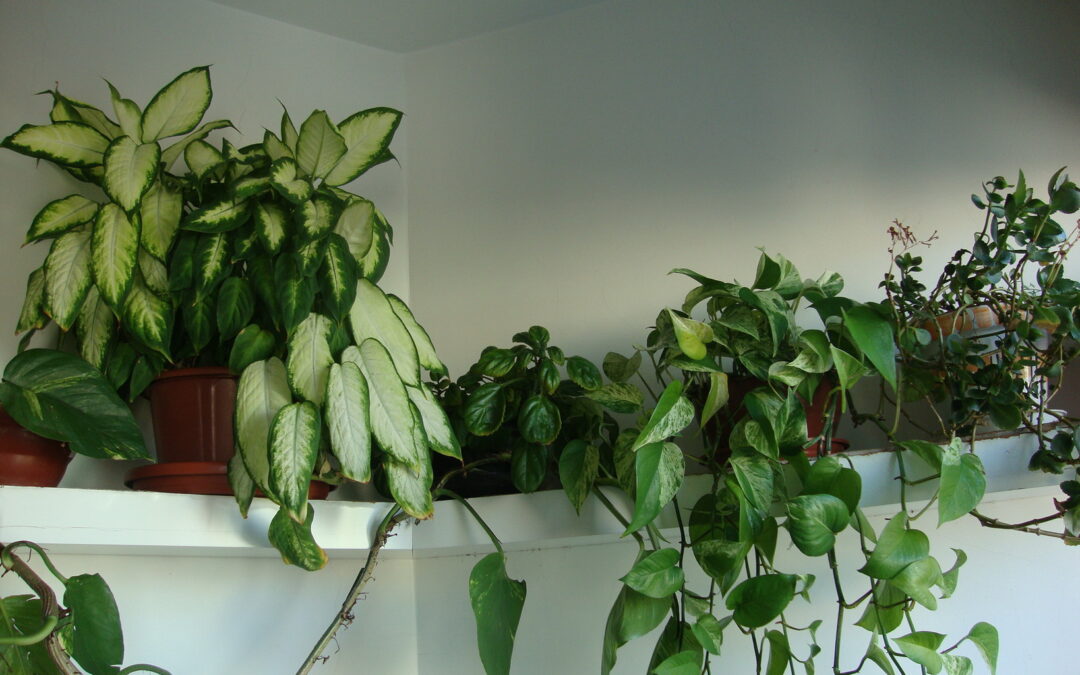 A churrasqueira que virou um jardim no apartamento