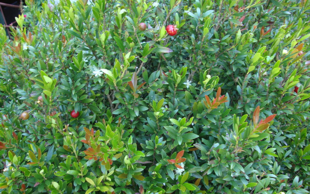 Pitanga-anã: um arbusto nativo para plantar em espaços pequenos