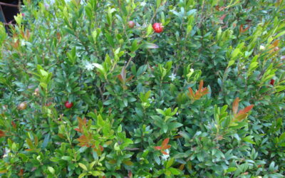 Pitanga-anã: um arbusto nativo para plantar em espaços pequenos