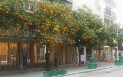 Veja a colheita de laranjas nas ruas de Sevilha