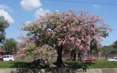 Conheça a paineira, flor rosa que colore a paisagem outonal