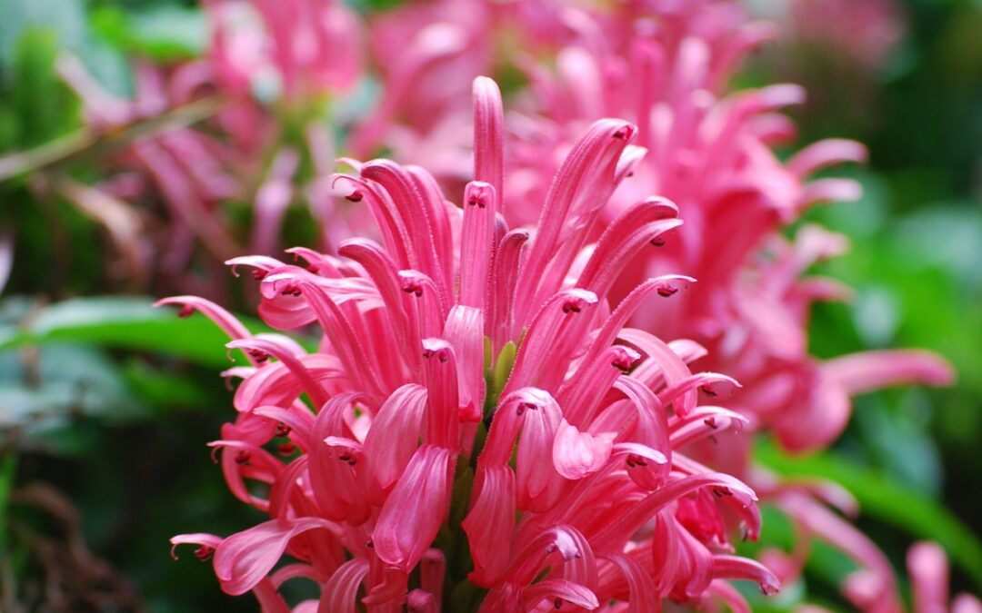 Porque é bom plantar espécies nativas