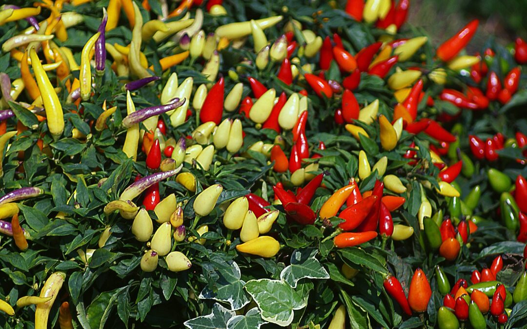 Projeto inovador combina reciclagem de resíduos com cultivo de hortaliças