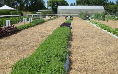 Sabia que existem vários tipos de manjericão?