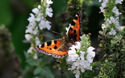 Como lidar com as lagartas que atacam as plantas sem usar venenos