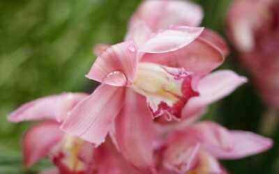 Orquídeas, quem não ama?