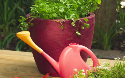 O tempero “Salsinha” pode ser plantado em vaso