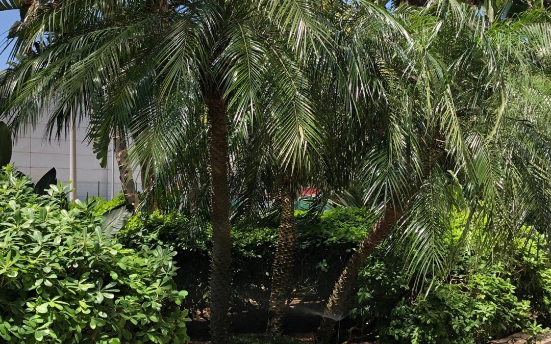 Palmeira fenix valoriza o jardim