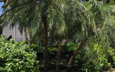 Palmeira fenix valoriza o jardim