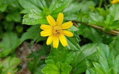 Conheça a Vedélia, forração de solo nativa que está sempre florida