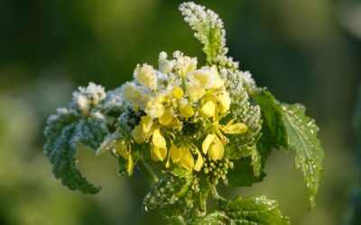 Como cuidar das plantas no frio
