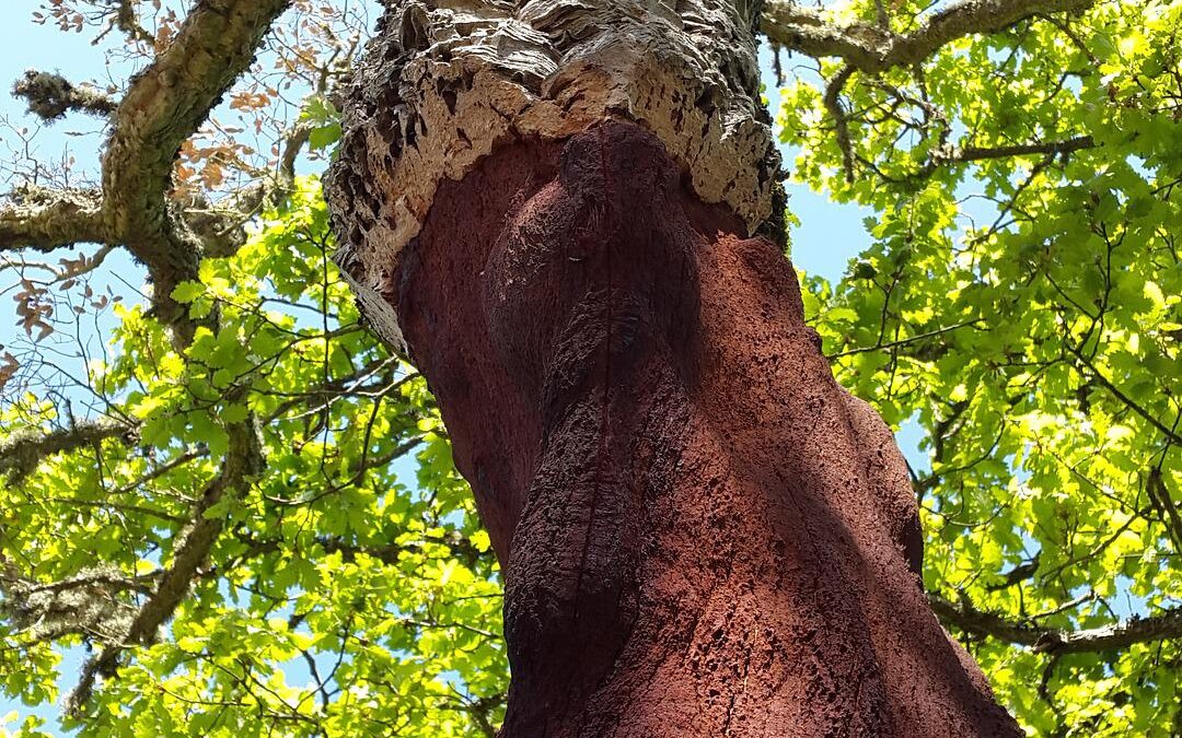 Você sabe de onde vem a cortiça?