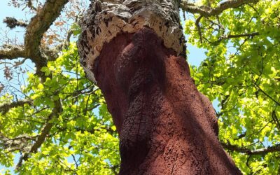 Você sabe de onde vem a cortiça?