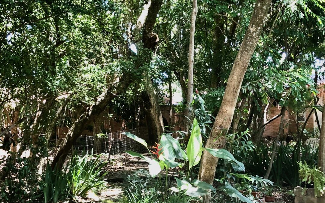 Saiba mais sobre Laudos técnicos de poda e de corte de árvores