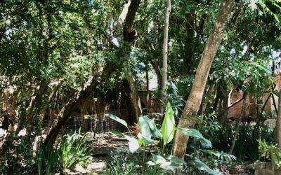 Saiba mais sobre Laudos técnicos de poda e de corte de árvores